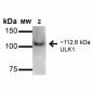 ULK1 Antibody