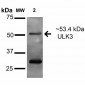 ULK3 Antibody