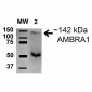 AMBRA1 Antibody