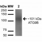 ATG9B Antibody