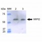 WIPI2 Antibody