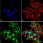 ATG2A Antibody: ATTO 390