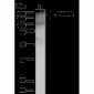 ATG2A Antibody: ATTO 390