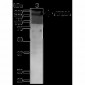 ATG2A Antibody: ATTO 390