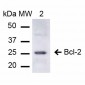 Bcl-2 Antibody