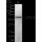 ATG13 Antibody 