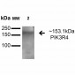 PIK3R4 Antibody