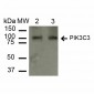 PI 3 Kinase Class 3 antibody