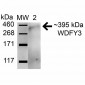 WDFY3 Antibody
