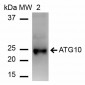 ATG10 Antibody