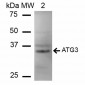 ATG3 Antibody