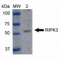 RIP3 Antibody