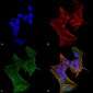 IFT88 Antibody
