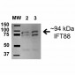 IFT88 Antibody
