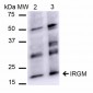 IRGM Antibody