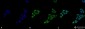 p53 Antibody