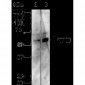 p53 Antibody