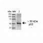 p53 Antibody