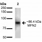 Mitofusin 2 Antibody