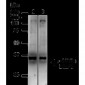 BNIP3 Antibody