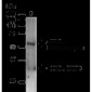 BNIP3 Antibody