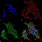 BRSK1 Antibody