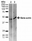 beta Actin Antibody