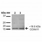 COX-4 Antibody