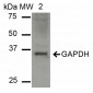 GAPDH Antibody