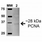 PCNA Antibody