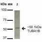 alpha Tubulin Antibody