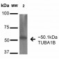 alpha Tubulin Antibody