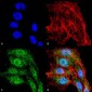 VDCA-1 Antibody