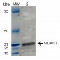 VDCA-1 Antibody