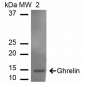 Ghrelin Antibody