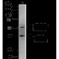 GLUT2 Antibody