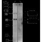 GLUT2 Antibody