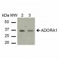 Adenosine receptor A1 Antibody