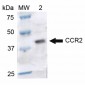 CCR2 Antibody