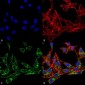 Cyclooxygenase 1 Antibody