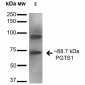 Cyclooxygenase 1 Antibody