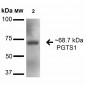 Cyclooxygenase 1 Antibody