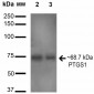 Cyclooxygenase 1 Antibody