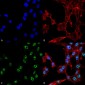 ESR1 Antibody