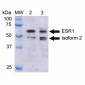 ESR1 Antibody