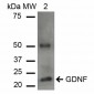 GDNF Antibody