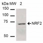 NRF2 Antibody