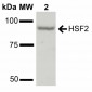 HSF2 Antibody