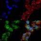 Calcium Sensing Receptor Antibody