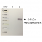 Metallothionein Antibody